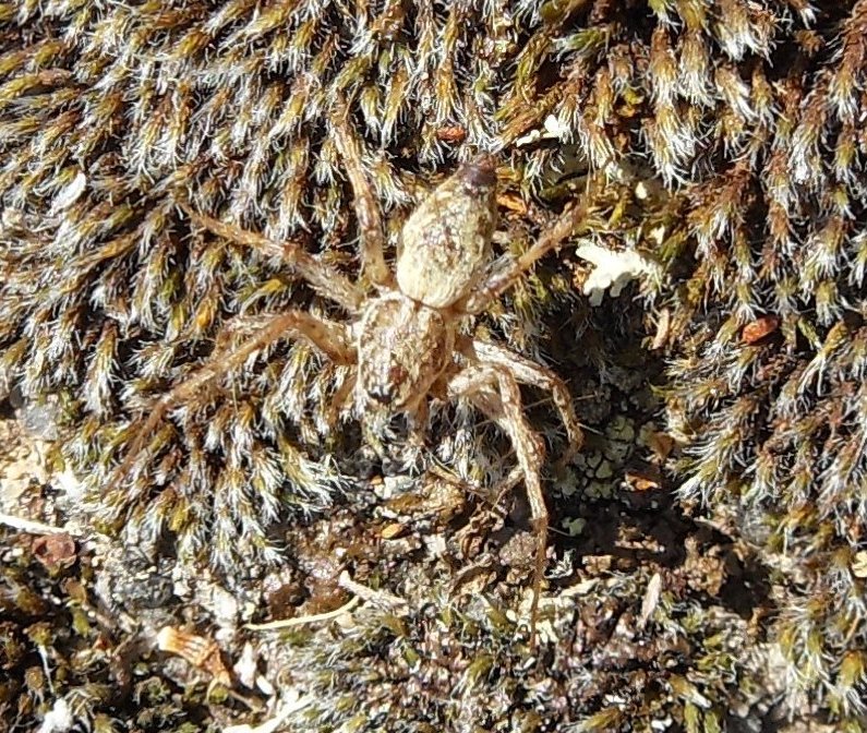 Oxyopes spp. - chiedo identificazione delle specie